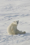 A polar bear