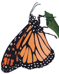 Monarch butterfly