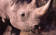 Rhinoceros