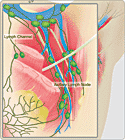 Anatomy of a breast