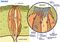 Drawing of a taste bud