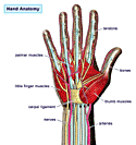 Hand anatomy drawing