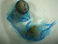 Chick embryo
