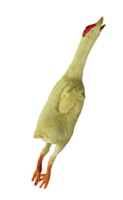 A toy chicken
