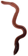 worm