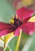 Trillium