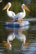 Two birds