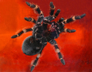 spider