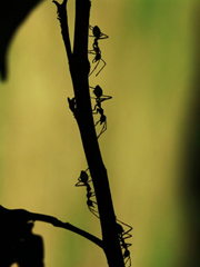 ants