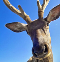 Caribou