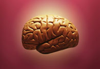 Brain