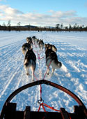 Dog sled