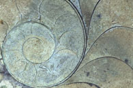 Fossil