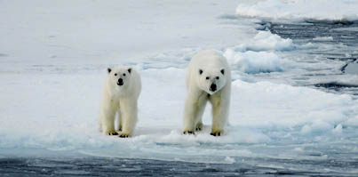 A female polar bear and her cub watch warily as the Amundsen icebreaker carrying McGill researcher Bruno Tremblay passes by. 