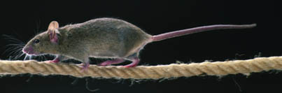 Rat