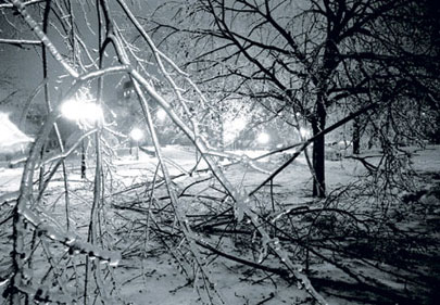 Ice covered tree branches