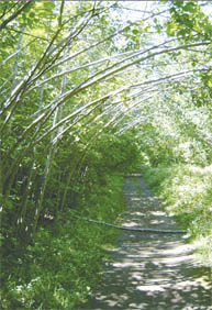 McGill's Gault Nature Reserve protects 1,000 hectares of natural primeval forests and contains a 25-km trail network that is open 365 days per year.