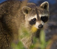 Racoon