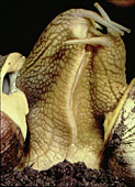 Photo of snails copulating