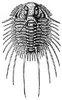 Illustration of fossil