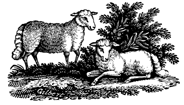 Sheep